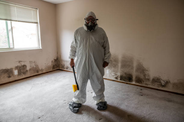 Best Specialized Mold Remediation in Wright City, MO